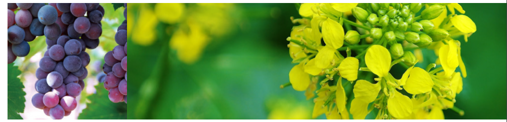 Plant Regulator