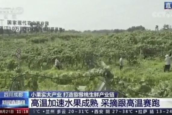央視新聞中的天然蕓苔素、生物農(nóng)藥助力綠色農(nóng)業(yè)、品牌農(nóng)產(chǎn)品更有價(jià)值